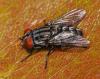 Sarcophaga sp.